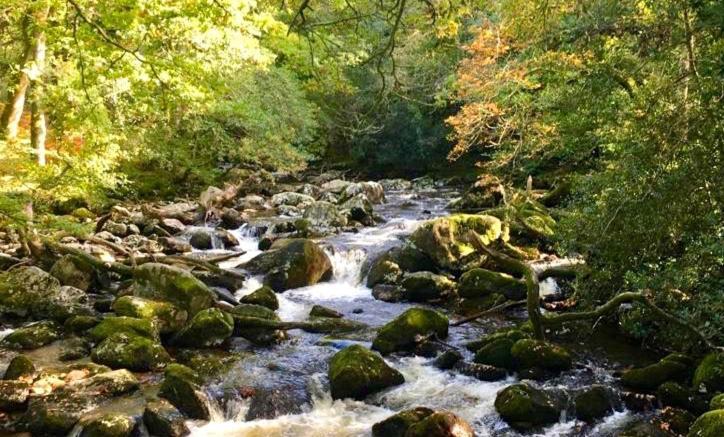 Bossell Cottage Devon 巴克法斯特利 外观 照片